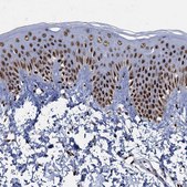 Anti-RPUSD4 antibody produced in rabbit Prestige Antibodies&#174; Powered by Atlas Antibodies, affinity isolated antibody, buffered aqueous glycerol solution
