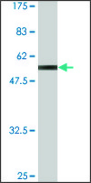 Monoclonal Anti-ZNF511, (C-terminal) antibody produced in mouse clone 3C10-1A3, ascites fluid