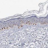 Anti-GPR143 antibody produced in rabbit Prestige Antibodies&#174; Powered by Atlas Antibodies, affinity isolated antibody, buffered aqueous glycerol solution