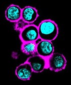 BioTracker&#8482; MemBright 640 Live Cell Dye
