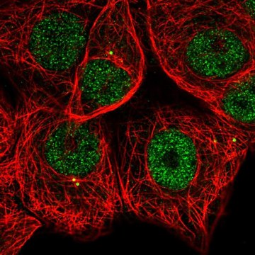Anti-MAPKAPK2 antibody produced in rabbit Prestige Antibodies&#174; Powered by Atlas Antibodies, affinity isolated antibody