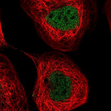 Anti-NUDT2 antibody produced in rabbit Prestige Antibodies&#174; Powered by Atlas Antibodies, affinity isolated antibody