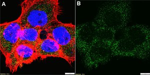 Anti-LRRFIP2 Antibody, clone 1B22 ZooMAb&#174; Rabbit Monoclonal recombinant, expressed in HEK 293 cells