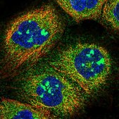 Anti-SOGA1 antibody produced in rabbit Prestige Antibodies&#174; Powered by Atlas Antibodies, affinity isolated antibody, buffered aqueous glycerol solution