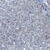 Anti-CDHR2 antibody produced in rabbit Prestige Antibodies&#174; Powered by Atlas Antibodies, affinity isolated antibody, buffered aqueous glycerol solution