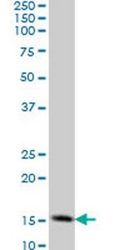 Anti-TOMM20 Mouse mAb (4F3) liquid, clone 4F3, Calbiochem&#174;