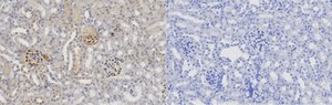 Anti-DNAJB9 Antibody, clone 1D16-K ZooMAb&#174; Rabbit Monoclonal recombinant, expressed in HEK 293 cells