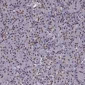 Anti-FTO Prestige Antibodies&#174; Powered by Atlas Antibodies, affinity isolated antibody