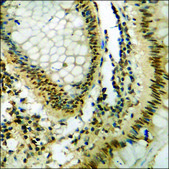 Anti-phospho-Caspase 8 (pTyr380) antibody produced in rabbit affinity isolated antibody
