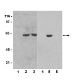 Anti-Myc Tag Antibody, clone 4A6 clone 4A6, Upstate&#174;, from mouse
