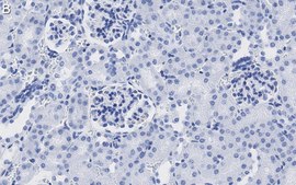Anti-DNA G-quadruplex (G4) Antibody, clone 1H6 ZooMAb&#174; Mouse Monoclonal recombinant, expressed in HEK 293 cells