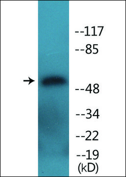 Anti-phospho-ATF2 (pSer480) antibody produced in rabbit affinity isolated antibody