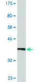 Monoclonal Anti-ANXA2 antibody produced in mouse clone 4G8, purified immunoglobulin, buffered aqueous solution