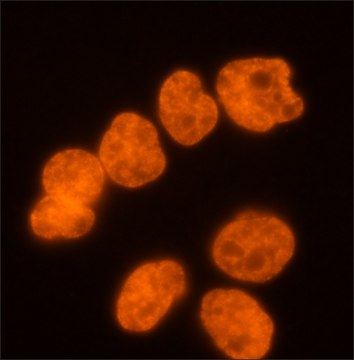 Monoclonal Anti-diMethyl-Histone H3 (diMe-Lys9) (H3K9me2) antibody produced in mouse ~1.0&#160;mg/mL, clone 5E5-G5, purified immunoglobulin