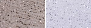 Anti-EEA1 Antibody, clone 1H18 ZooMAb&#174; Rabbit Monoclonal recombinant, expressed in HEK 293 cells