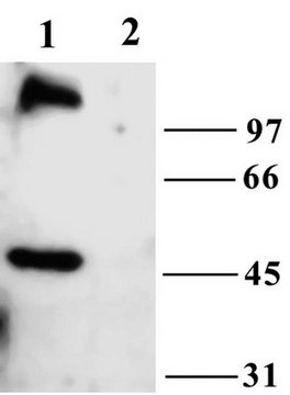 Anti-TrpC6 Antibody Chemicon&#174;, from rabbit