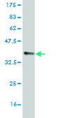 Monoclonal Anti-SCN8A antibody produced in mouse clone 4G7, purified immunoglobulin, buffered aqueous solution
