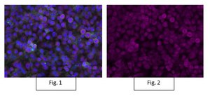 Anti-Integrin &#946;1, activated, clone HUTS-4, Alexa Fluor&#8482; 647 Conjugate clone HUTS-4, from mouse, ALEXA FLUOR&#8482; 647