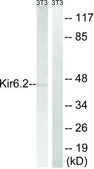 Anti-KIR6.2 antibody produced in rabbit affinity isolated antibody