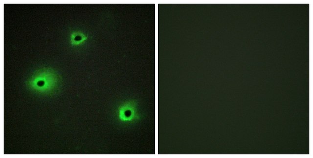 Anti-GRAH antibody produced in rabbit affinity isolated antibody