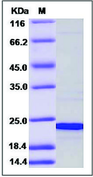 CIRBP/Cold-inducible RNA-binding protein human recombinant, expressed in E. coli, &#8805;90% (SDS-PAGE)