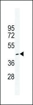 ANTI-CRFR1 (Q103) antibody produced in rabbit affinity isolated antibody, buffered aqueous solution