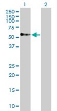 Anti-TOM1 antibody produced in rabbit purified immunoglobulin, buffered aqueous solution