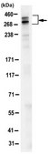 Anti-CHD-8 Antibody, clone 7F4.1 clone 7F4.1, from mouse