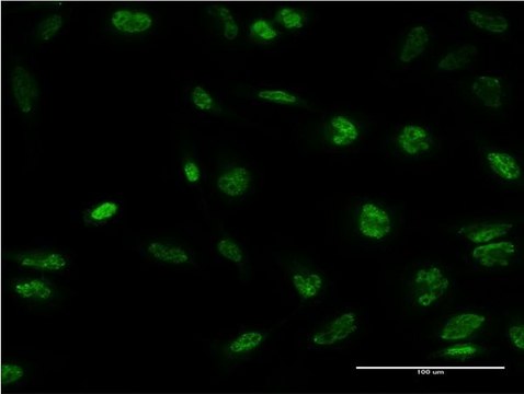 Monoclonal Anti-STK32B, (C-terminal) antibody produced in mouse clone 4A7, purified immunoglobulin, buffered aqueous solution