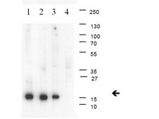 Anti-trimethyl-Histone H3 (Lys4) Antibody, clone 15-10C-E4, rabbit monoclonal clone 15-10C-E4, Upstate&#174;, from rabbit