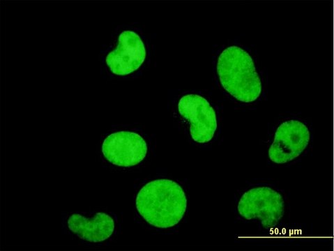 ANTI-ZNF207 antibody produced in mouse clone 6H8, purified immunoglobulin, buffered aqueous solution