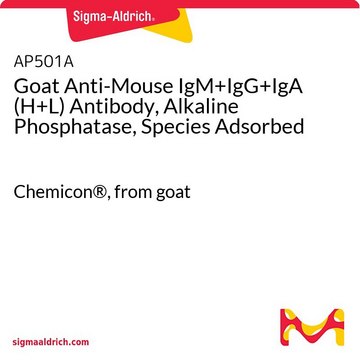 Goat Anti-Mouse IgM+IgG+IgA (H+L) Antibody, Alkaline Phosphatase, Species Adsorbed Chemicon&#174;, from goat