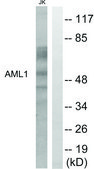 Anti-AML1 antibody produced in rabbit affinity isolated antibody