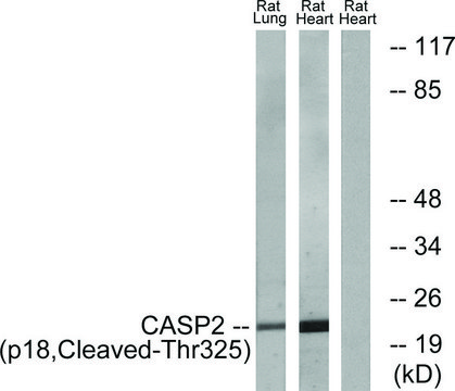 Anti-CASP2 (p18, Cleaved-Thr325) antibody produced in rabbit affinity isolated antibody