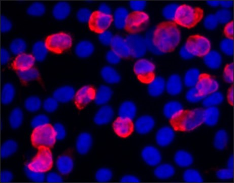 Anti-V5 antibody, Mouse monoclonal clone V5-10, purified from hybridoma cell culture