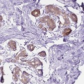Anti-NOS1AP antibody produced in rabbit Prestige Antibodies&#174; Powered by Atlas Antibodies, affinity isolated antibody, buffered aqueous glycerol solution