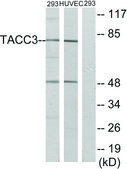 Anti-TACC3 antibody produced in rabbit affinity isolated antibody