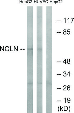Anti-NCLN antibody produced in rabbit affinity isolated antibody