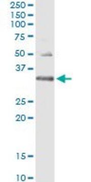 Monoclonal Anti-HUS1 antibody produced in mouse clone 2B12, purified immunoglobulin, buffered aqueous solution