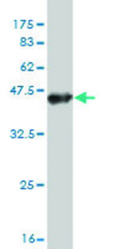 Monoclonal Anti-TTYH1 antibody produced in mouse clone 4A9, purified immunoglobulin, buffered aqueous solution