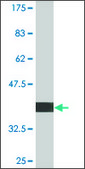 Monoclonal Anti-UBE4B, (C-terminal) antibody produced in mouse clone 1D5, purified immunoglobulin, buffered aqueous solution