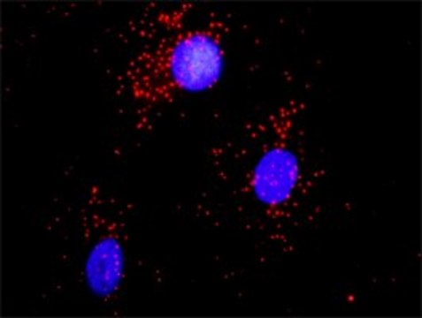 Anti-ACTN1 antibody produced in rabbit purified immunoglobulin, buffered aqueous solution