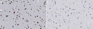 Anti-Histone H2B Antibody, clone 1L5 ZooMAb&#174; Rabbit Monoclonal recombinant, expressed in HEK 293 cells