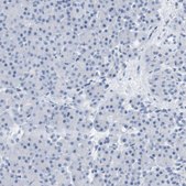 Anti-OPRM1 antibody produced in rabbit Prestige Antibodies&#174; Powered by Atlas Antibodies, affinity isolated antibody, buffered aqueous glycerol solution