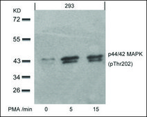 Anti-phospho-MAPK3 (pThr202) antibody produced in rabbit affinity isolated antibody