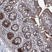 Anti-SAMM50 antibody produced in rabbit Prestige Antibodies&#174; Powered by Atlas Antibodies, affinity isolated antibody, buffered aqueous glycerol solution