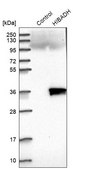 Anti-HIBADH antibody produced in rabbit Prestige Antibodies&#174; Powered by Atlas Antibodies, affinity isolated antibody, buffered aqueous glycerol solution, Ab1