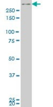 ANTI-SMG1 antibody produced in mouse clone 2B10, purified immunoglobulin, buffered aqueous solution