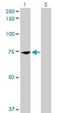 Anti-PCK2 antibody produced in mouse purified immunoglobulin, buffered aqueous solution
