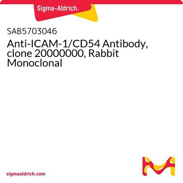 Anti-ICAM-1/CD54 Antibody, clone 20000000, Rabbit Monoclonal